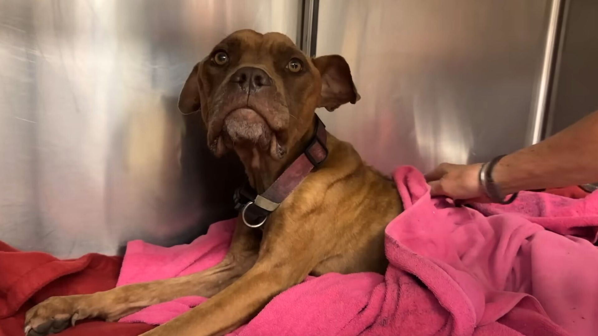Paralyzed ‘Skeleton’ Dog Found Laying In Trash Feels Loved One More Time