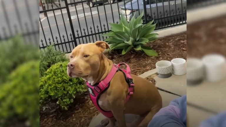 sweetie pittie dog