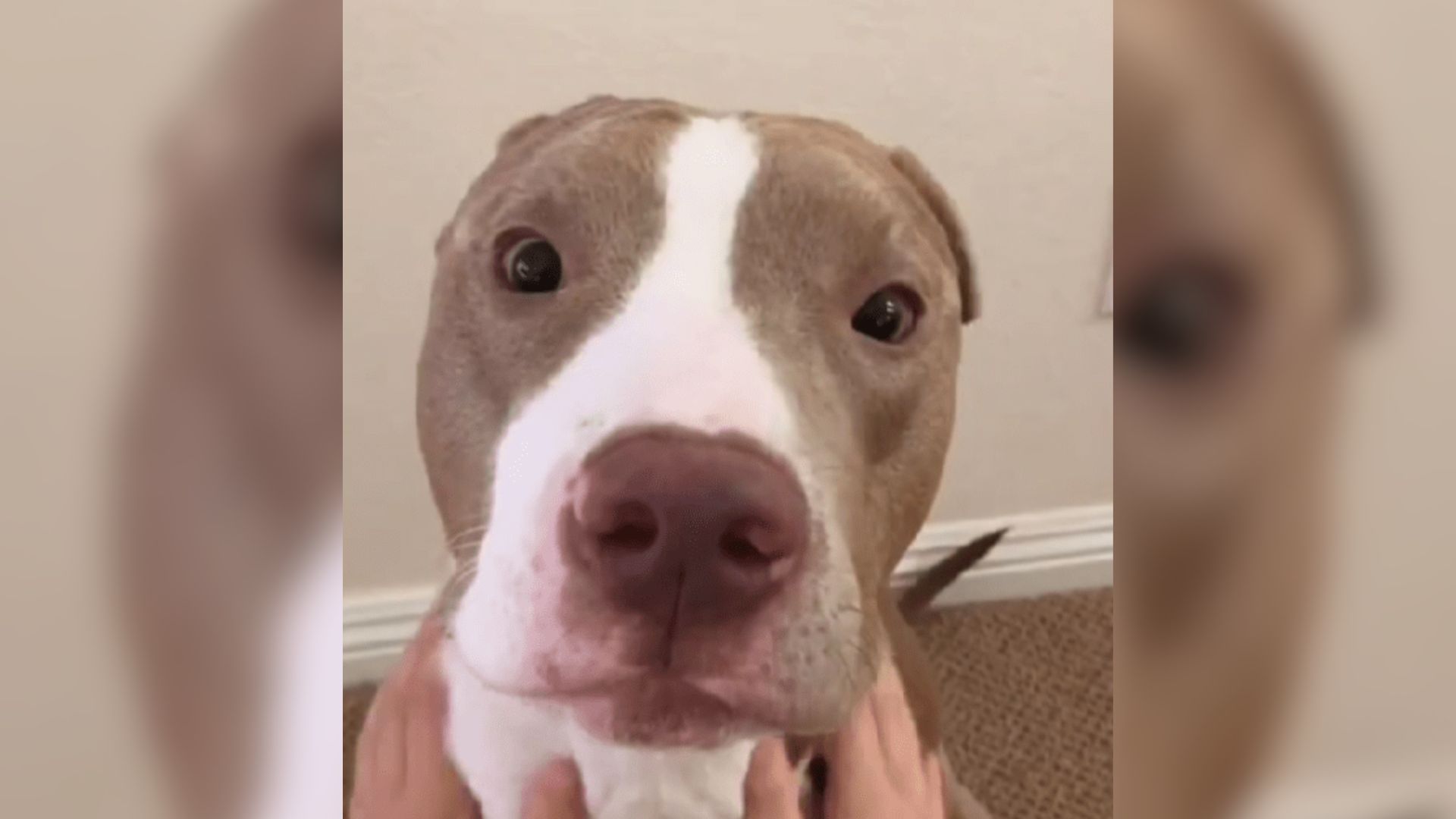 Brown Pitbull