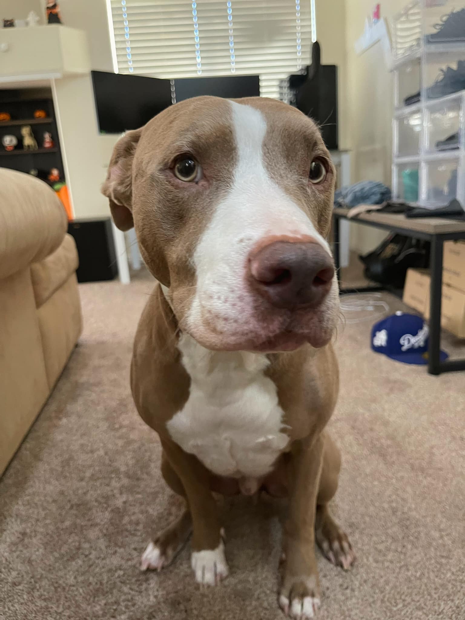 Pitbull sitting in a house