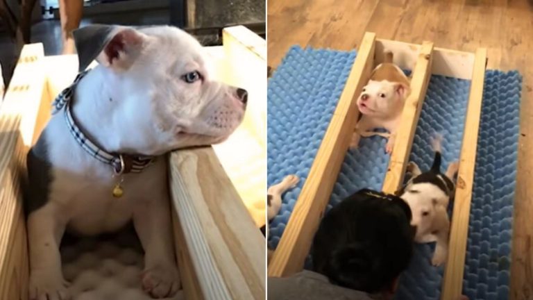 photo of a pitbull