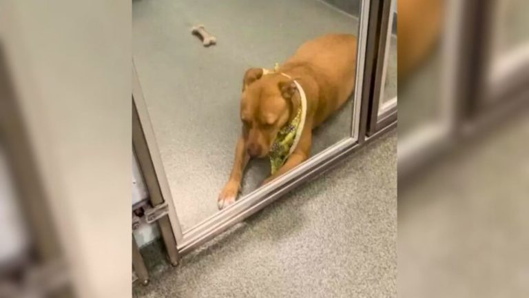 sad dog in the shelter