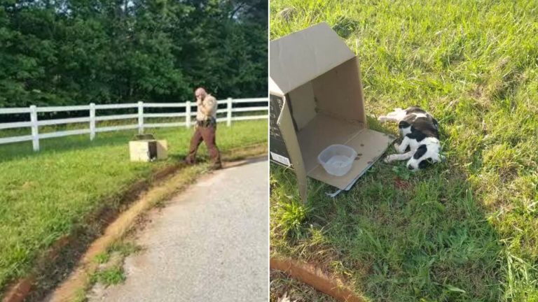 police officer and dog in a box