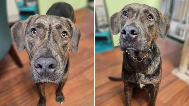doggo returning to a shelter
