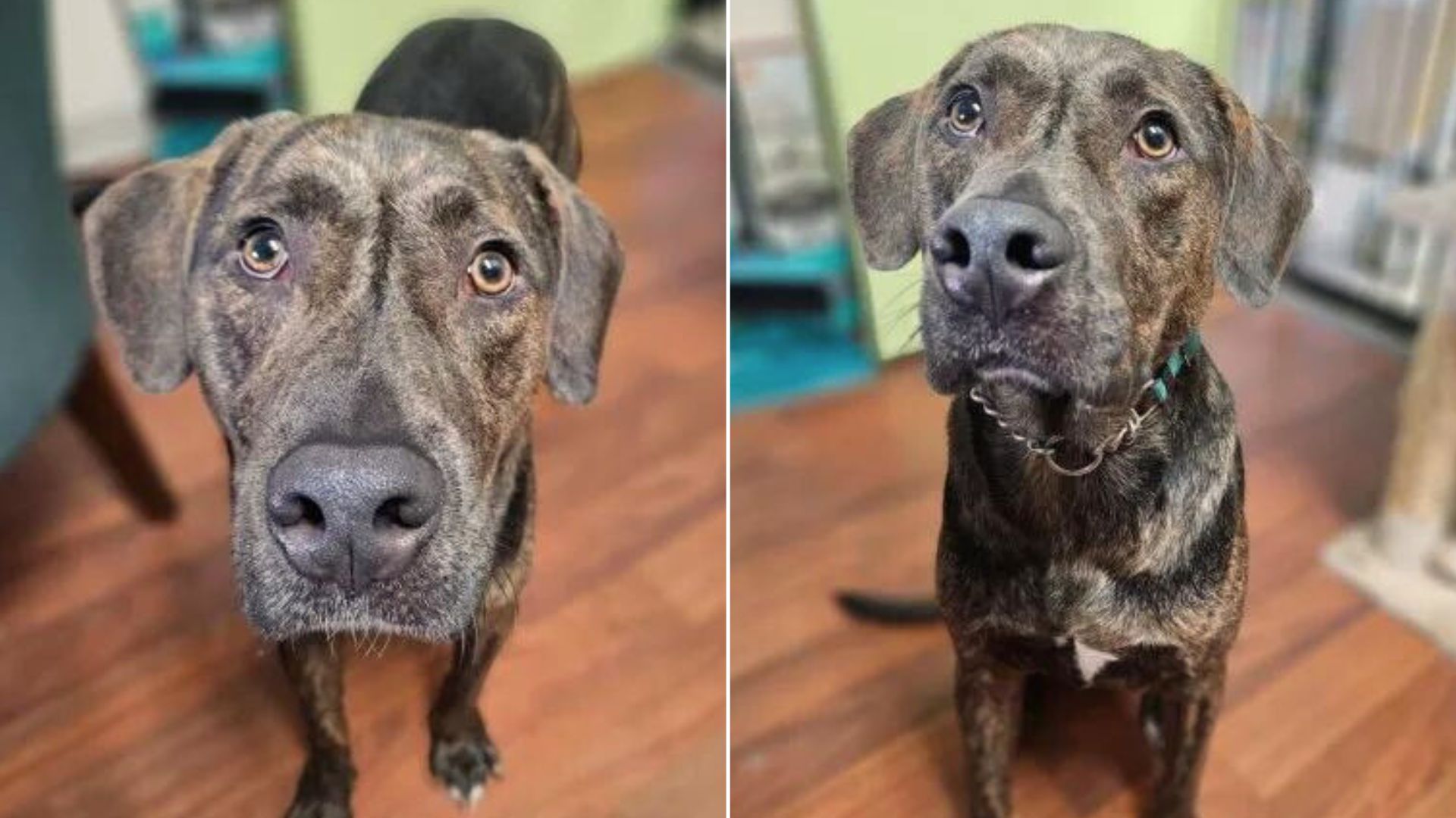 Dog Is Heartbroken To See His Parents Surrender Him To A Shelter