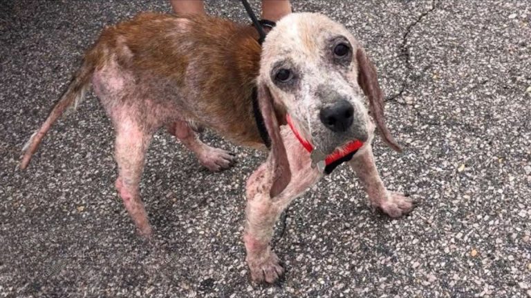 rescued dog acts like a puppy again