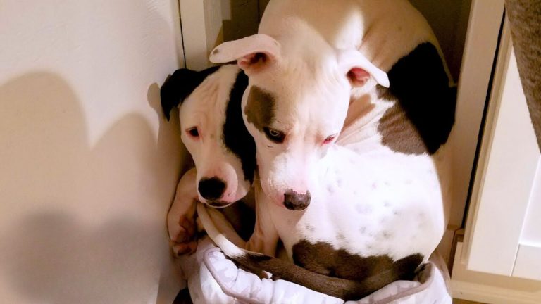 two scared pitbulls