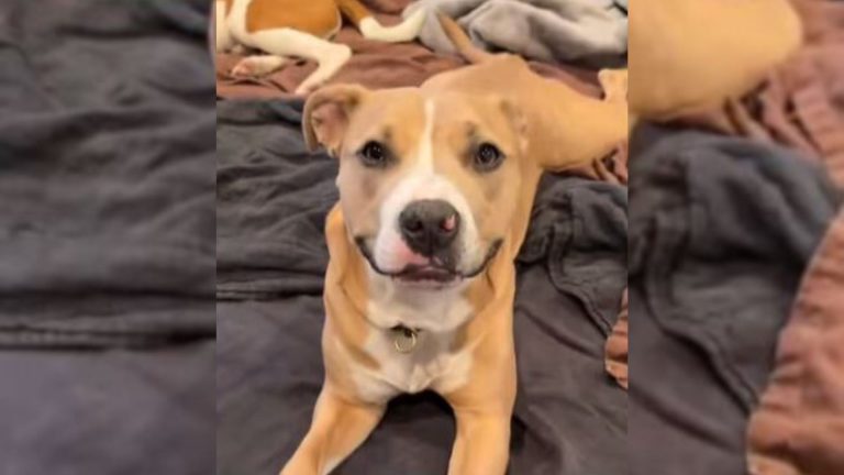 newly adopted dog