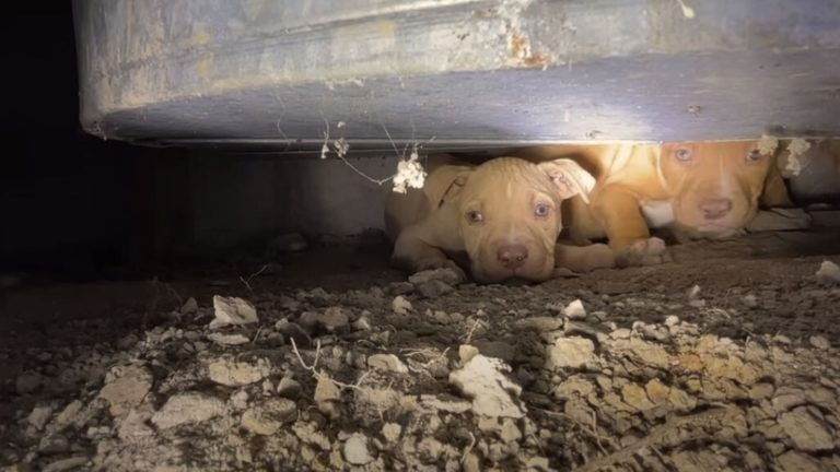 puppies stuck in a crawlspace