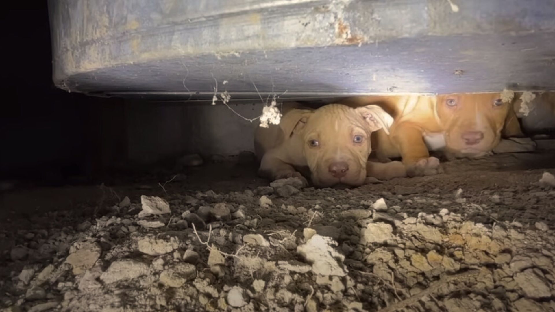 This Rescuer Went Inside A Crawlspace To Save These Adorable Puppies