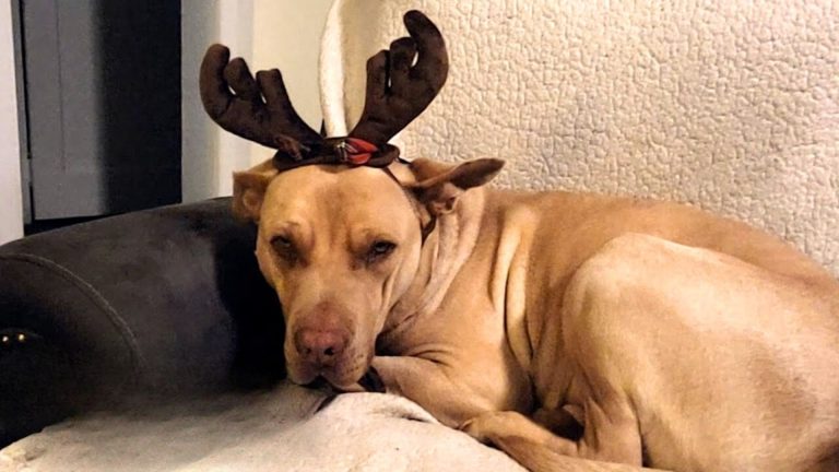 dog with horns