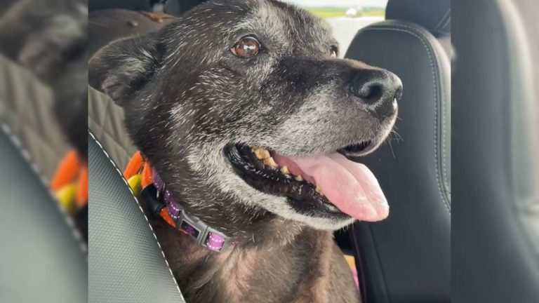 rescued dog with a note