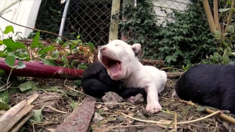 Rescuers Had To Save A Puppy