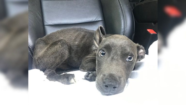 photo of a starving puppy