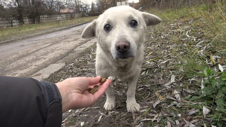 rescuers saved stray dog