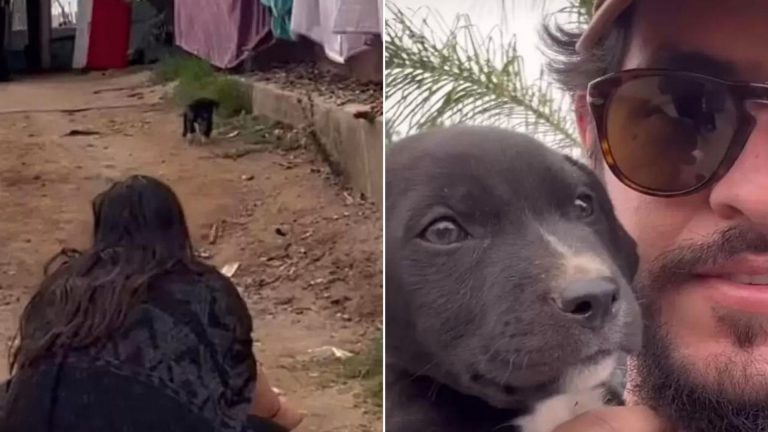 Rescuers See A Little Puppy Crossing A Busy Street