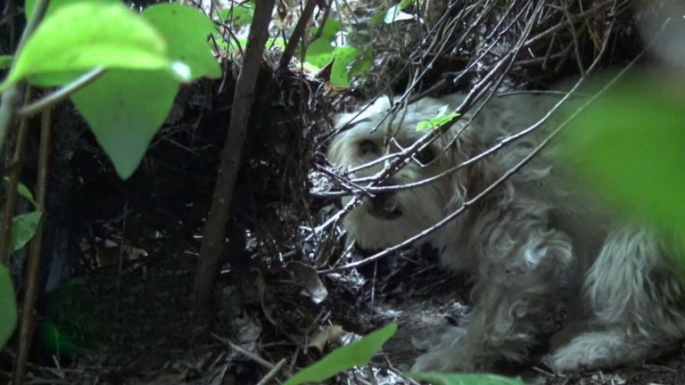 frightened dog