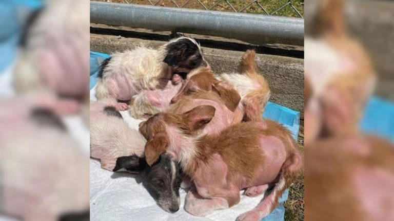 photo of five abandoned puppies