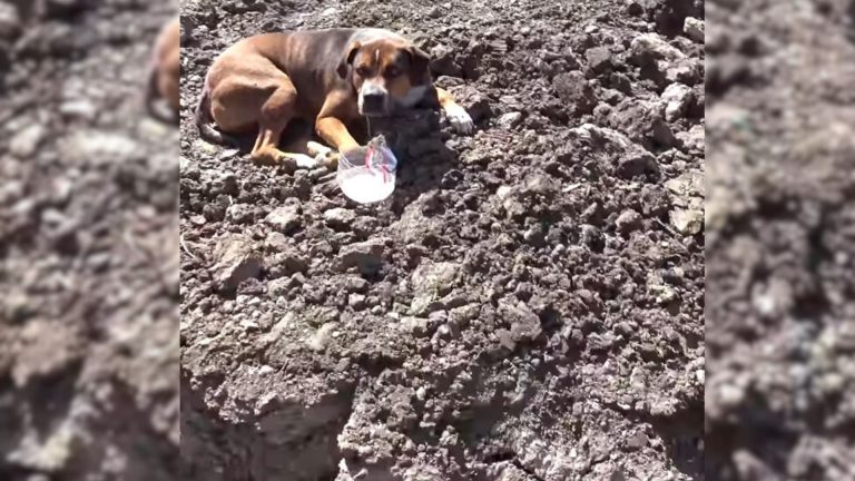 dog abandoned at the construction site