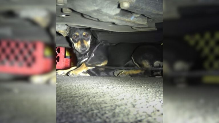 rescuers saving the dog
