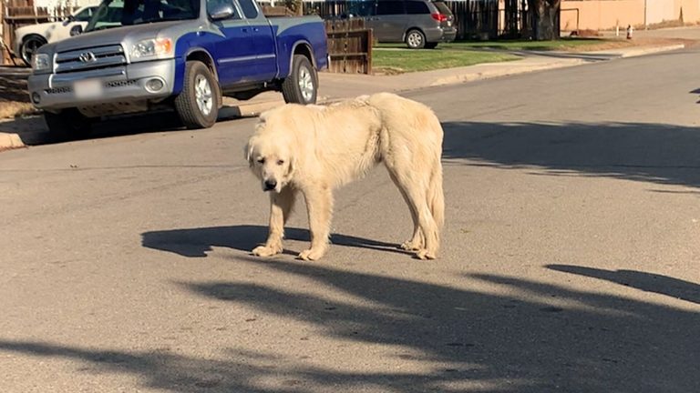 a stray dog on the street