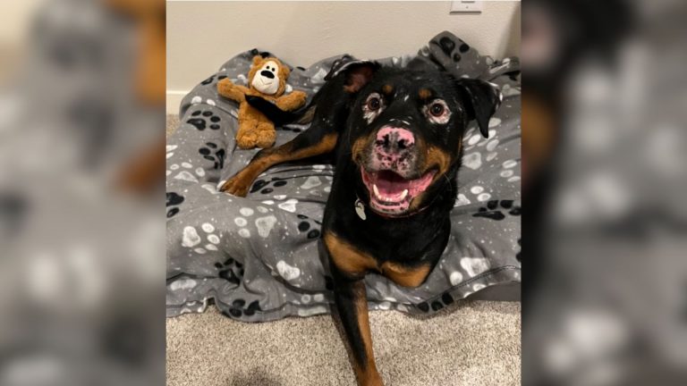 rottweiler find a home