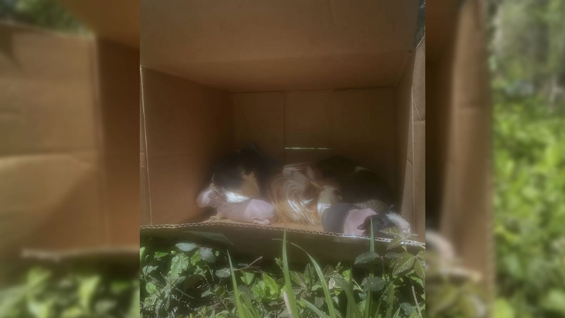 cardboard box with animals in it