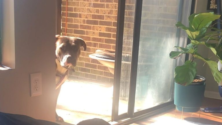 rescue pittie standing by the door