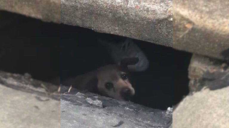 Scared Senior Dog Found Stuck In City Sewer