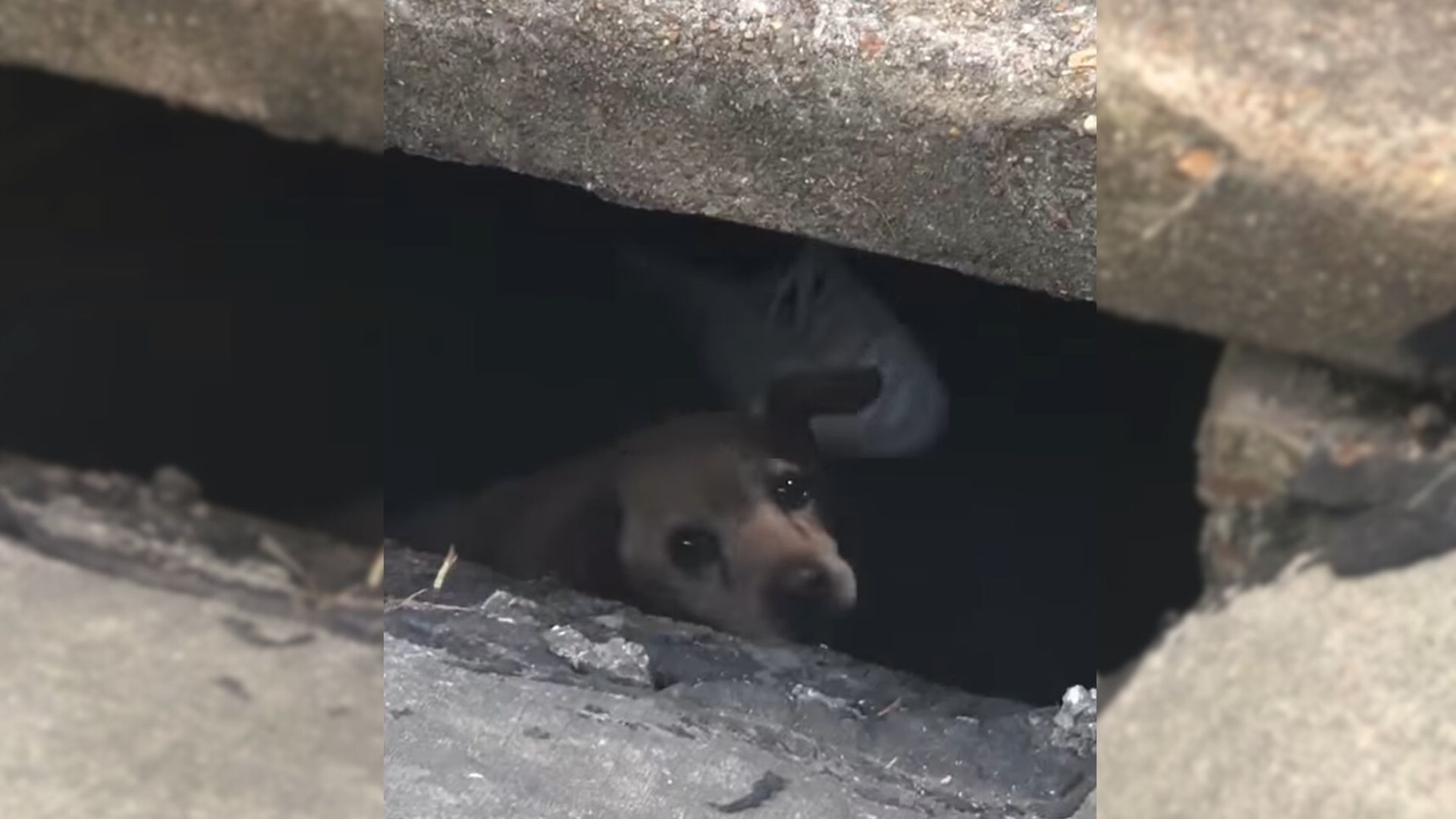 Scared Senior Dog Found Stuck In City Sewer Reunites With His Worried Dad