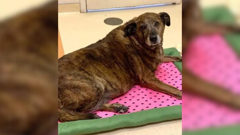 senior dog laying