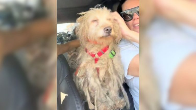 starving dog feeling grateful