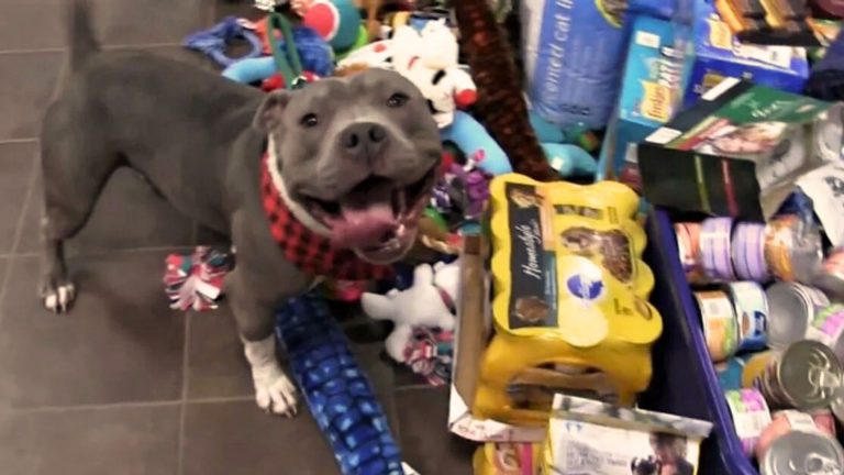 shelter animals with toys