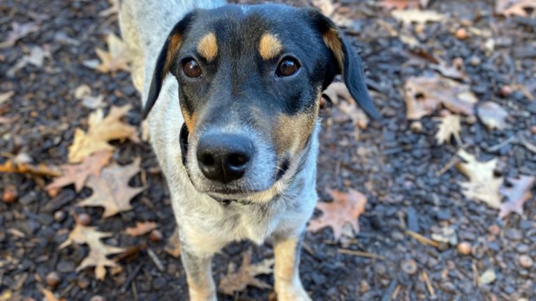 Shelter Dog Thought He Had Found A Home