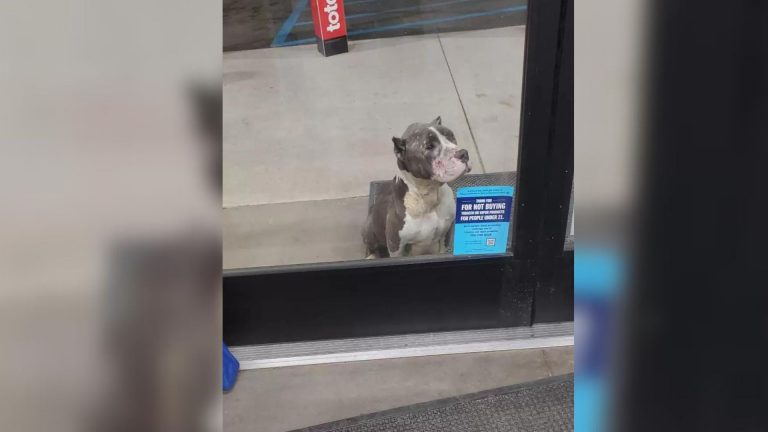 sad dog at the stores door