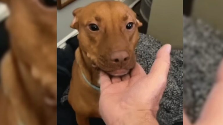 photo of shy shelter dog