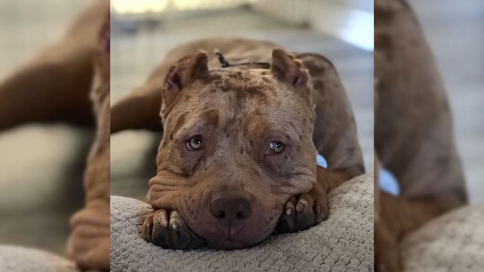 Starving American Bully Saved From A Backyard Breeder Is Now A 75-Pound Lap Dog