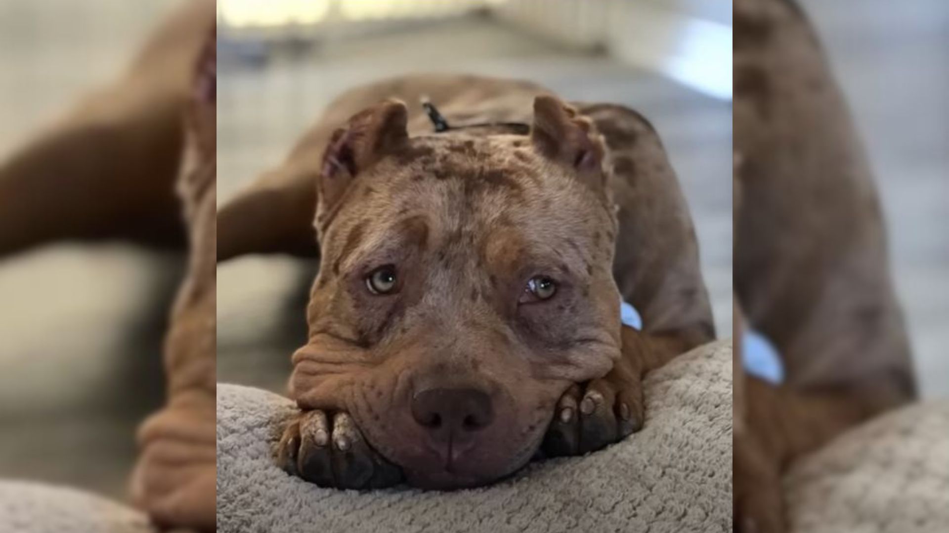 photo of a sad dog lying