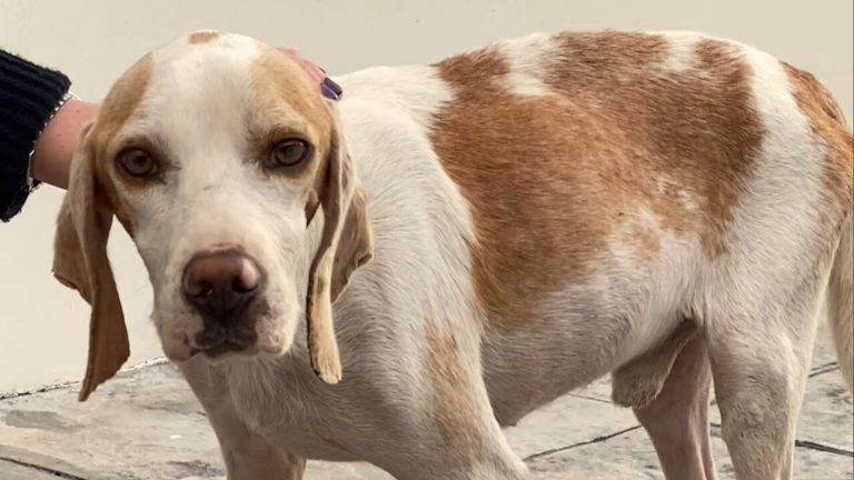 photo of street dog