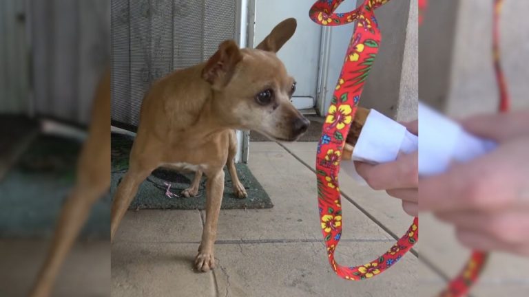 abandoned chihuahua