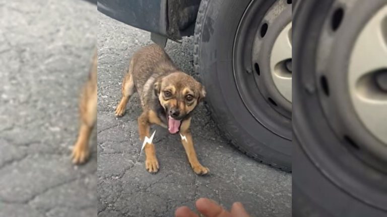 cute stray dog