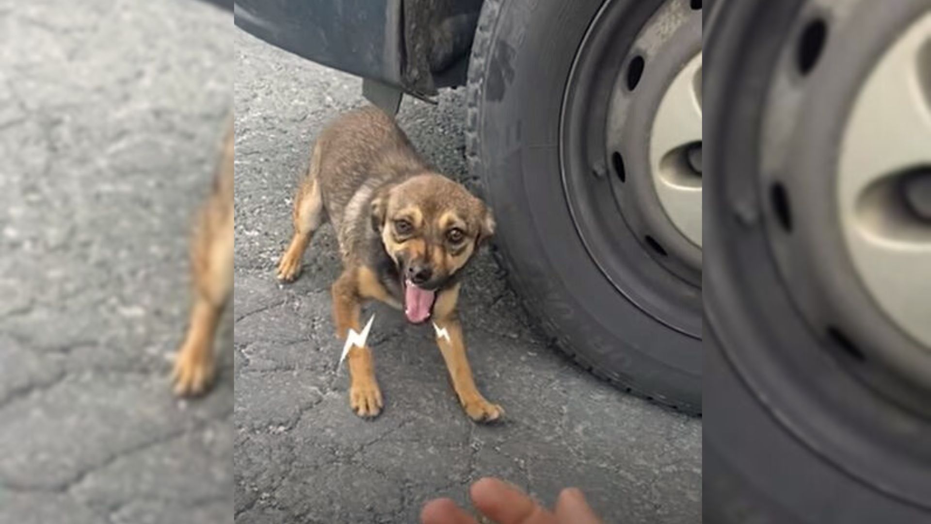 This Sweet Dog Was Terrified Of Humans Until An Amazing Rescuer Came Into Her Life