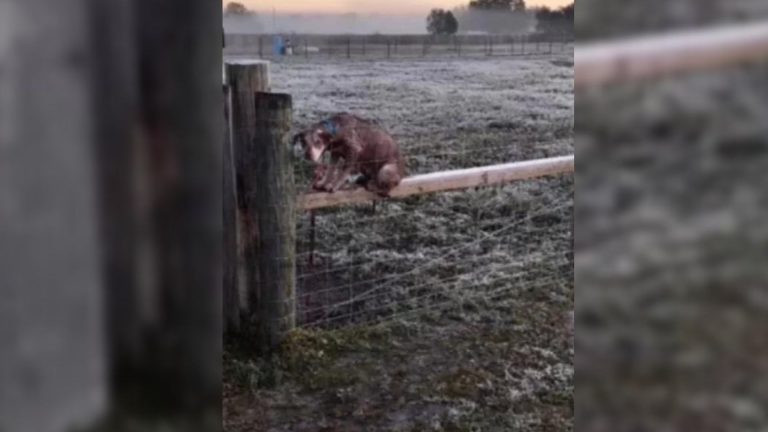 Freezing dog laying on a fence