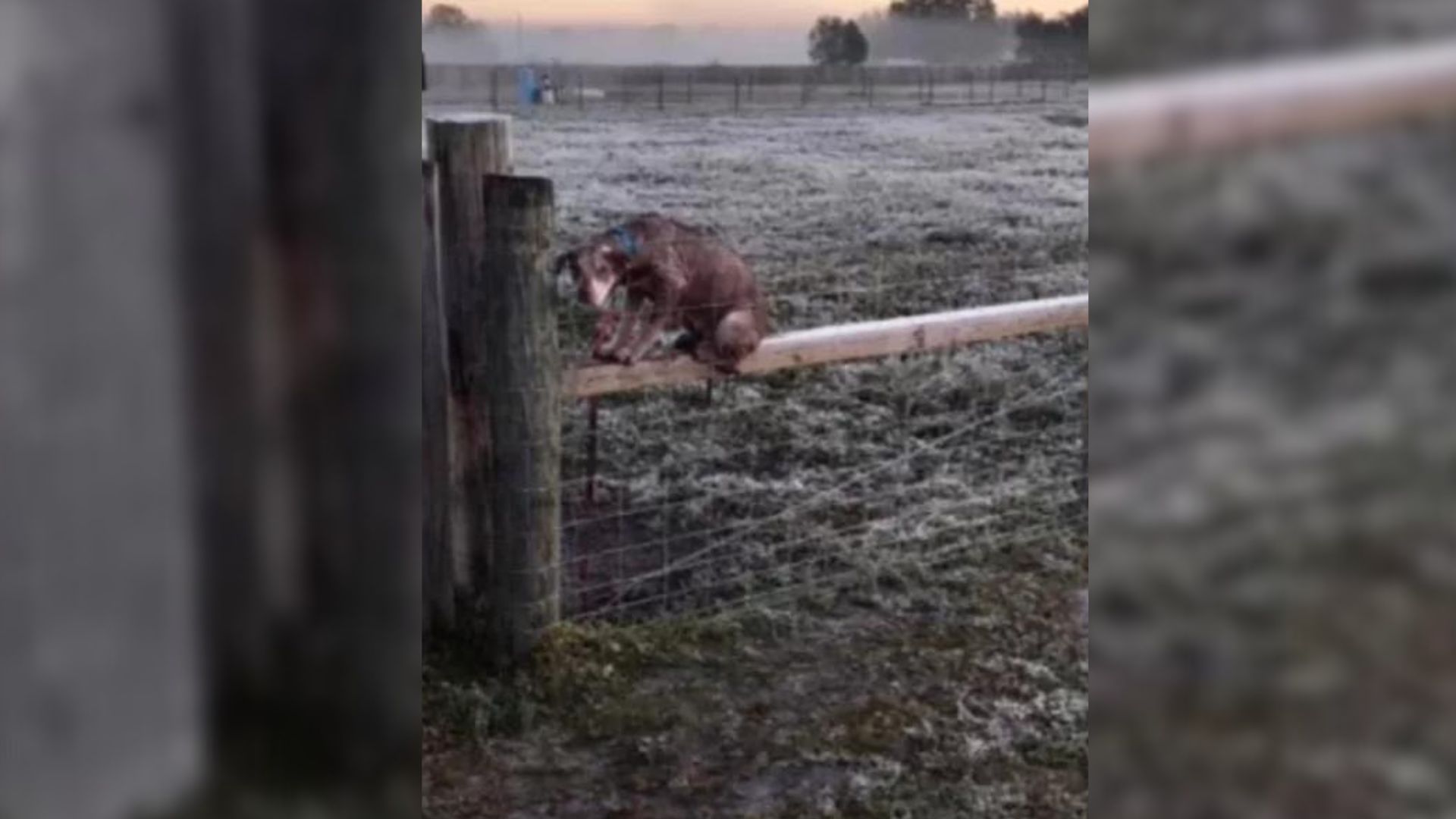 This Poor Hairless Dog Was Tied To A Fence In Horrible Weather Until Someone Came To His Aid