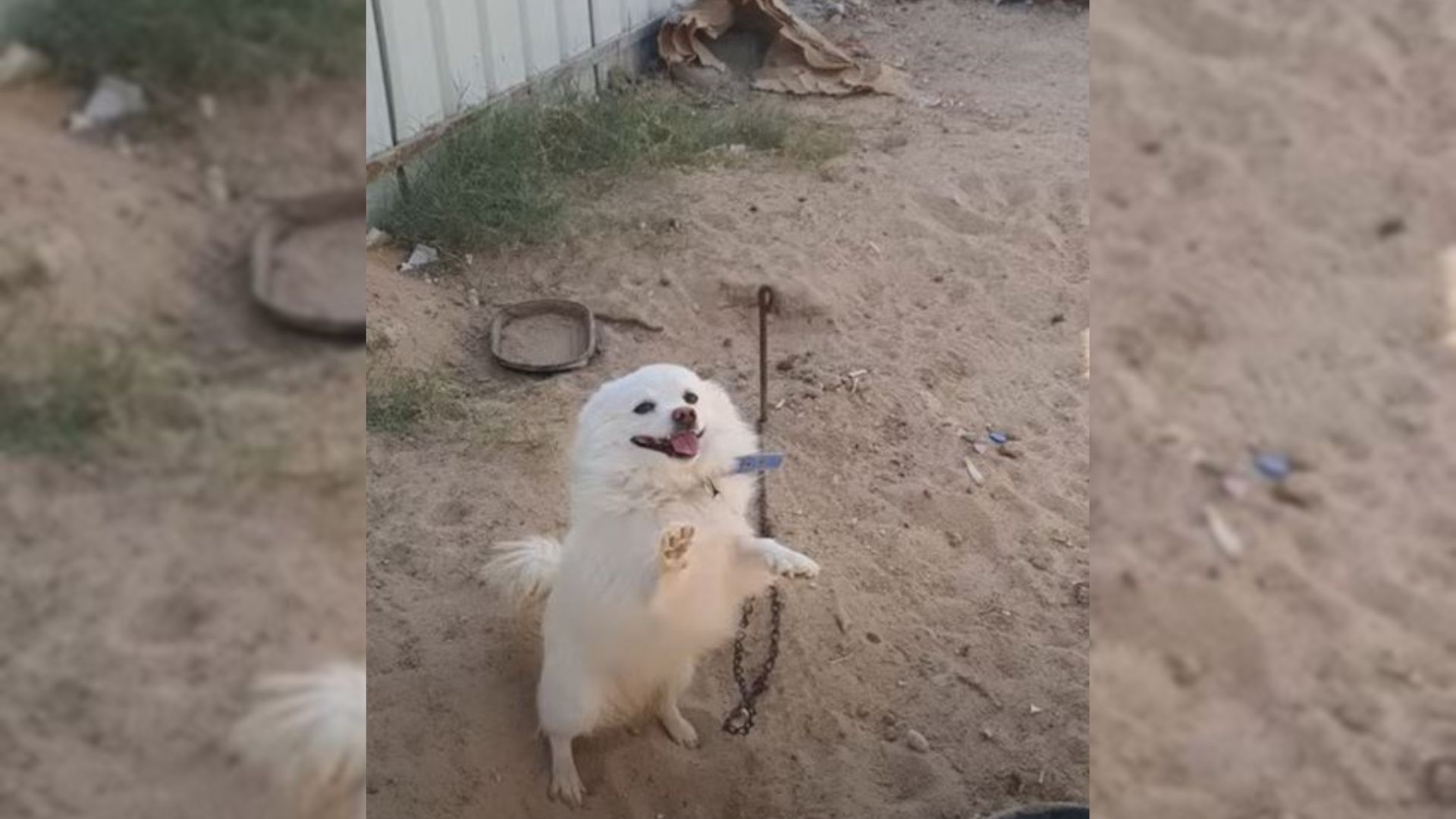 Abandoned Dog Spends 5 Days Raising Paws And Begging People For Food