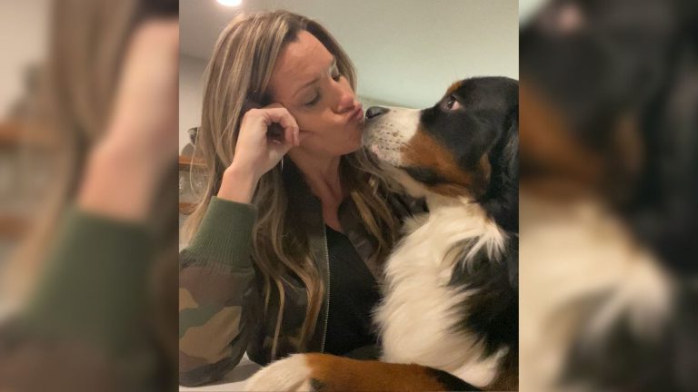 the clingiest bernese