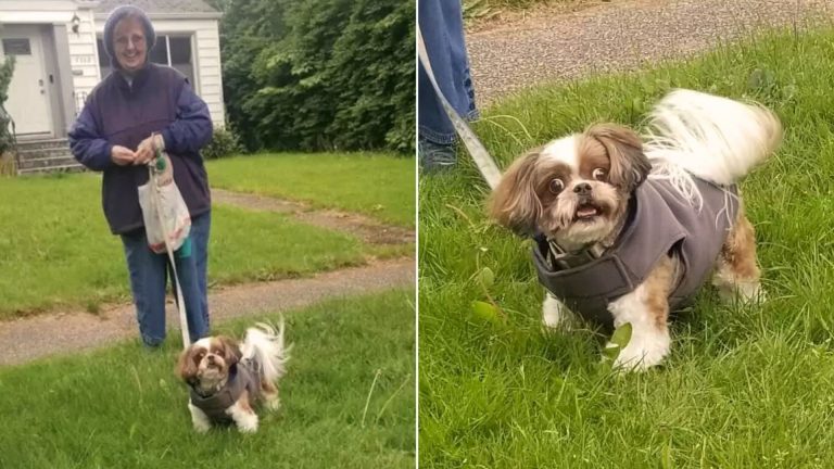 old woman walking a dog