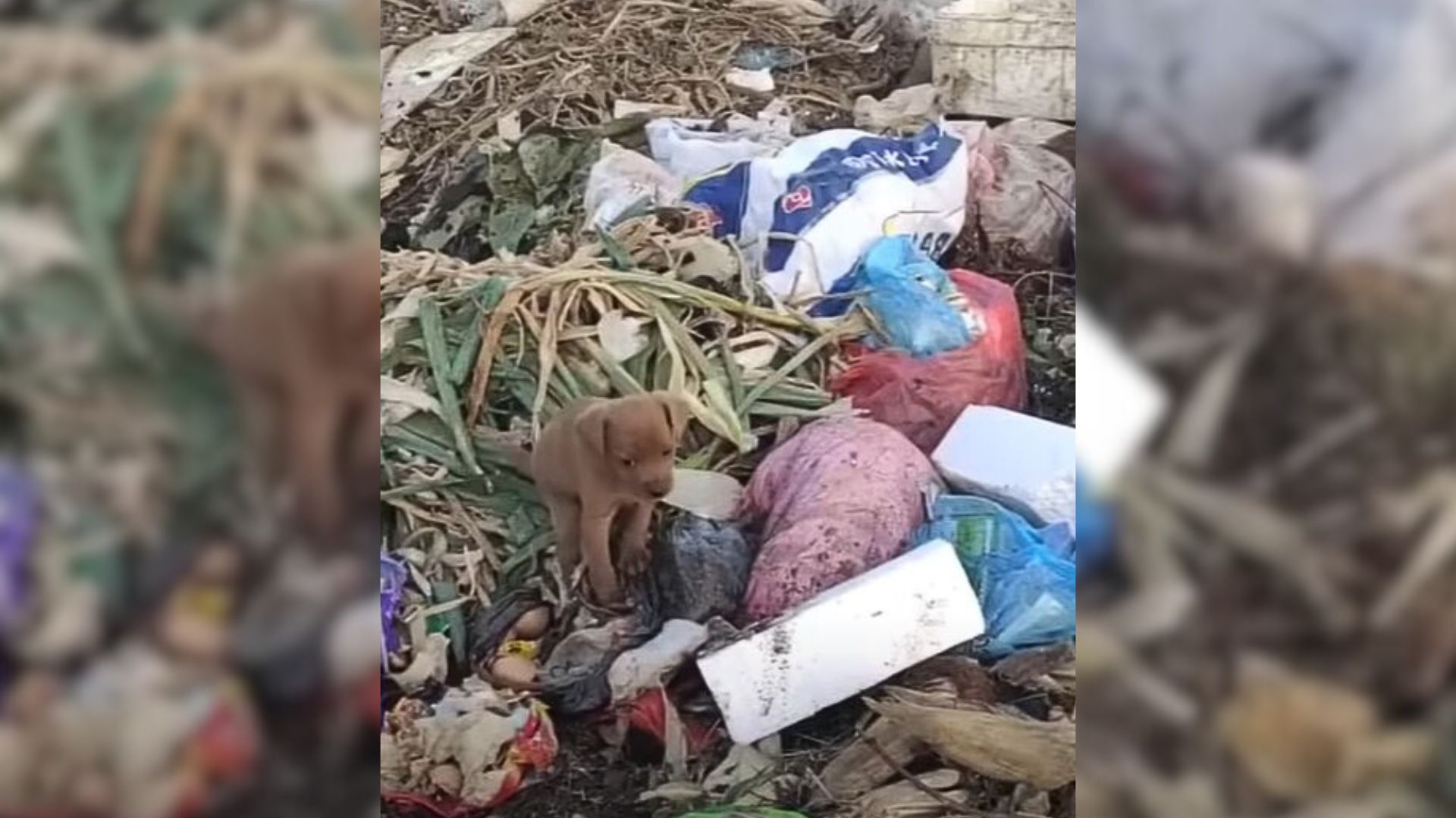 puppy eating from garbage