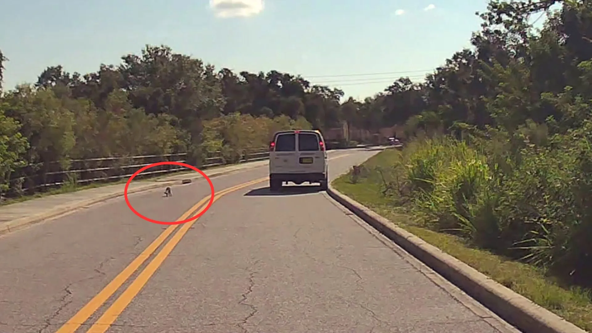 a woman finds a raccoon on the road