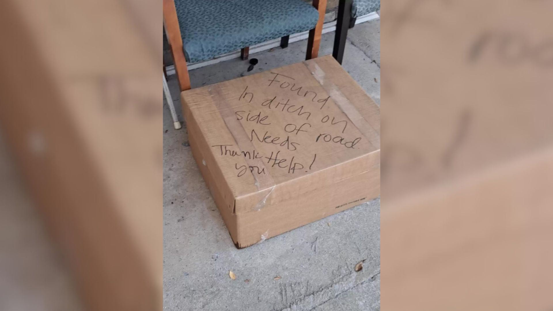 Shelter Staff Shocked To Find A Cardboard Box With Tiny Surprises Left At Doorstep
